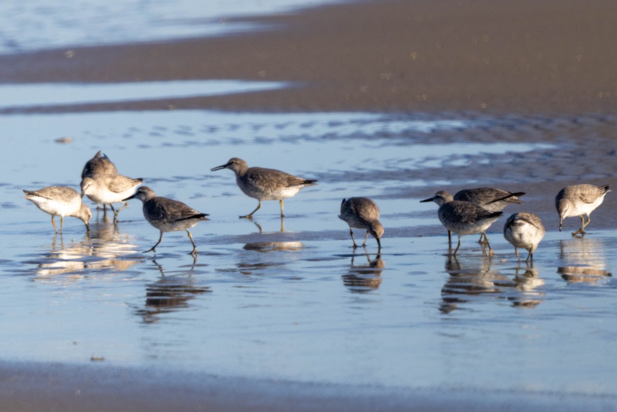 Red Knot - ML645215309
