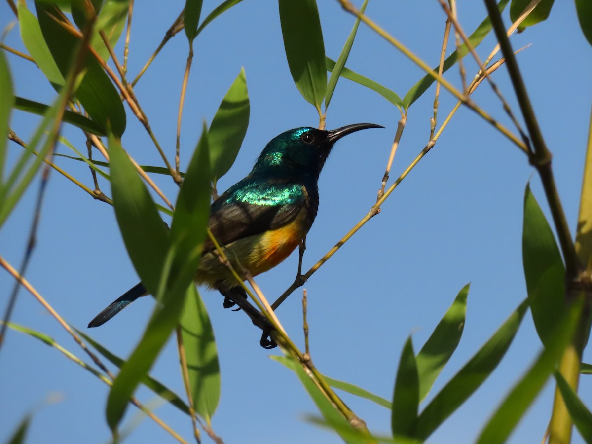 Variable Sunbird - ML645215310