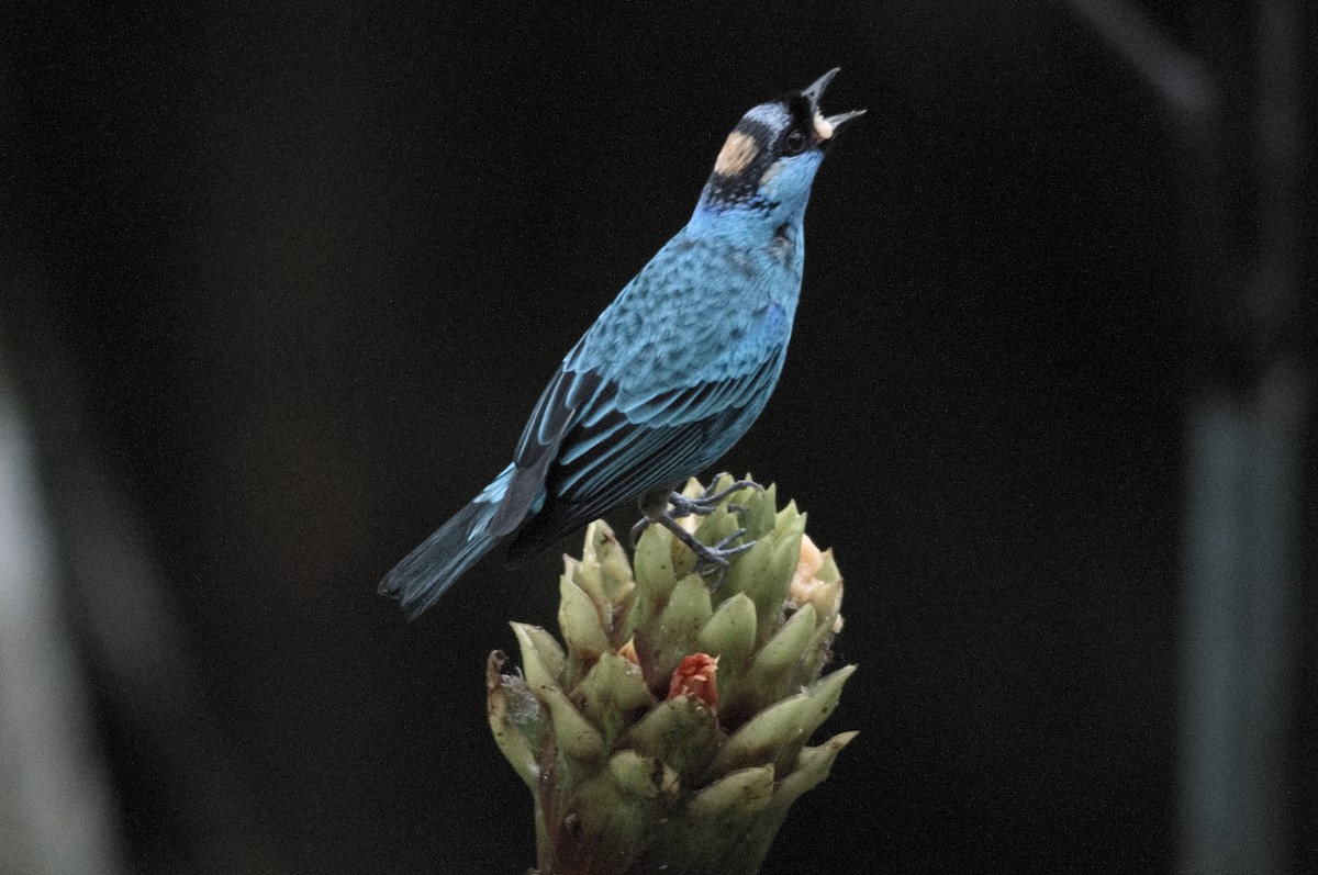 Golden-naped Tanager - ML645215311
