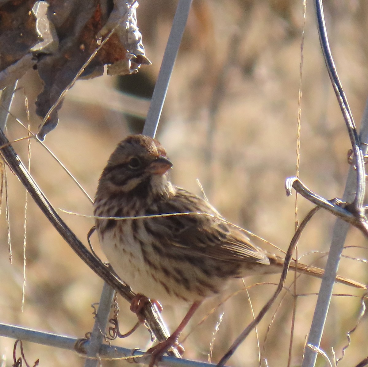 Song Sparrow - ML645215312