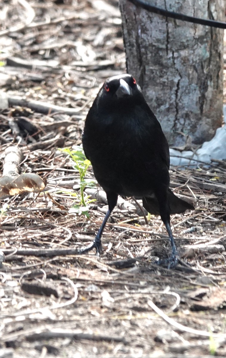 Bronzed Cowbird (Bronzed) - ML645215313