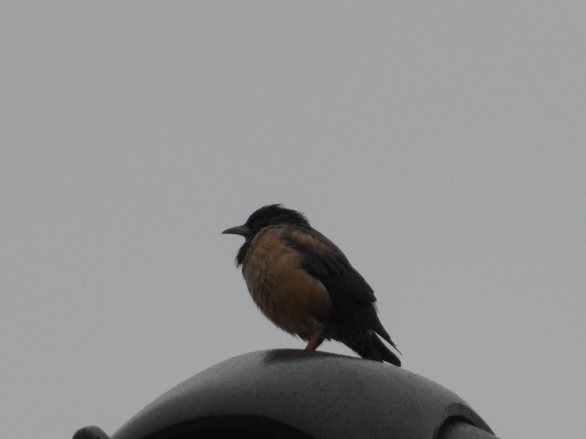 Rosy Starling - ML645215314