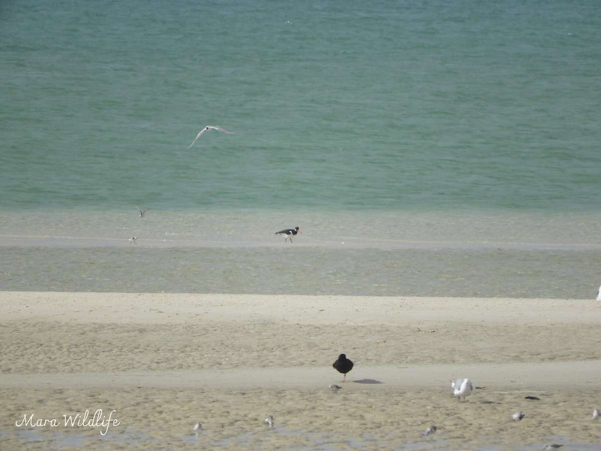 Eurasian Oystercatcher - ML645215315
