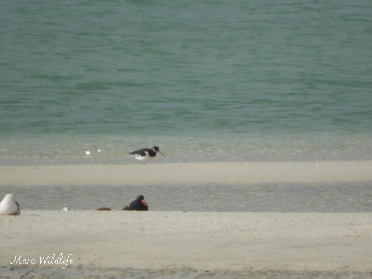 Eurasian Oystercatcher - ML645215316