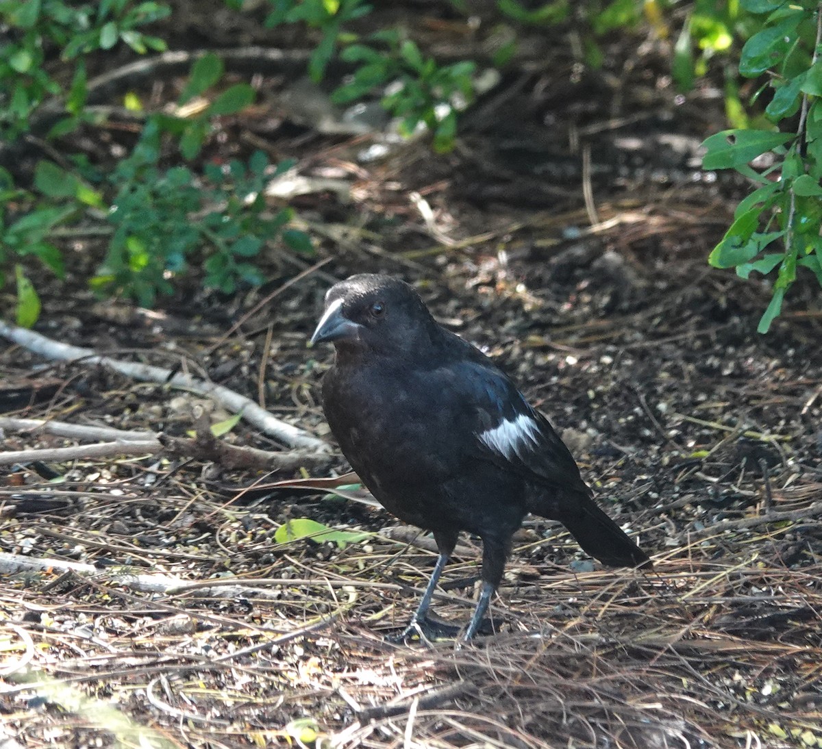 Bronzed Cowbird (Bronzed) - ML645215317