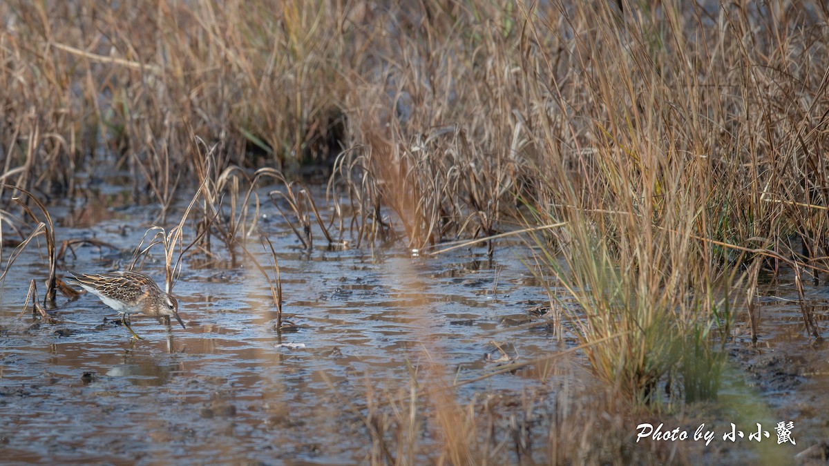 Sharp-tailed Sandpiper - ML645215318