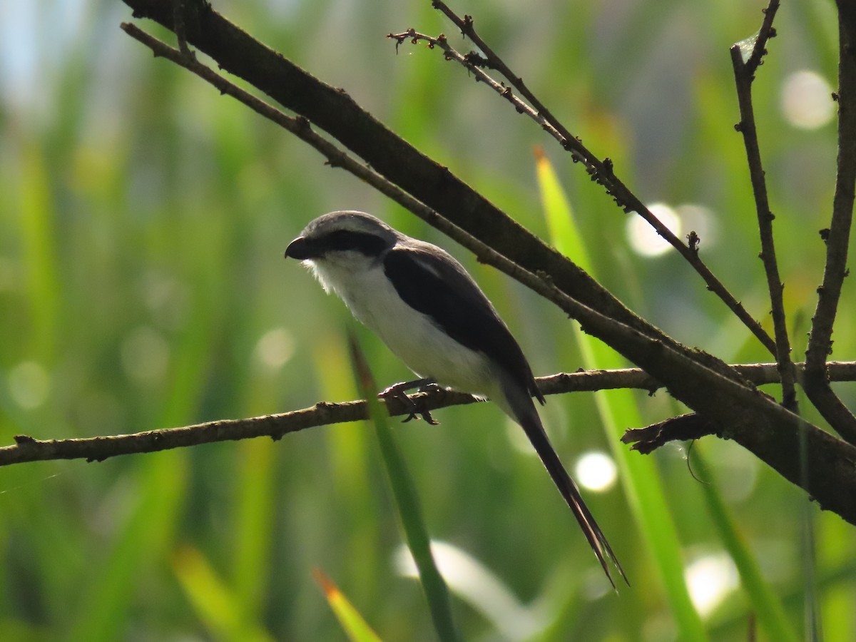 Mackinnon's Shrike - ML645215319