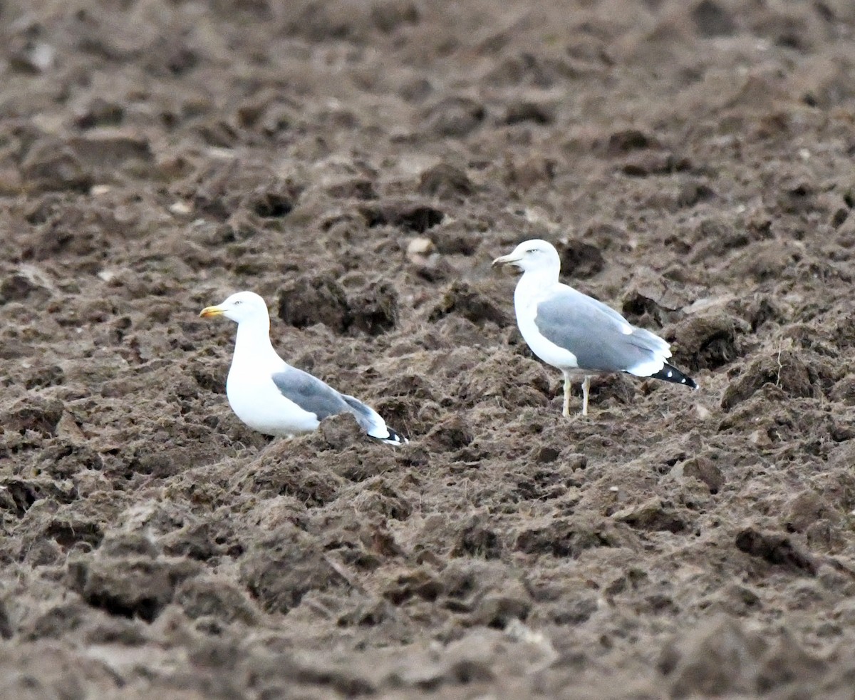 Lesser Black-backed Gull - ML645215321