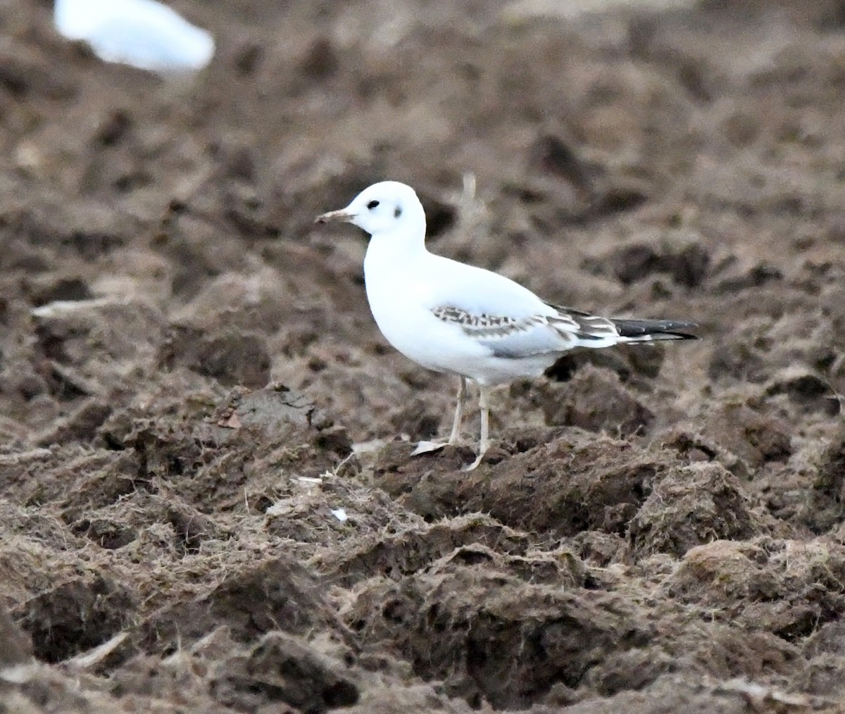 Black-headed Gull - ML645215322