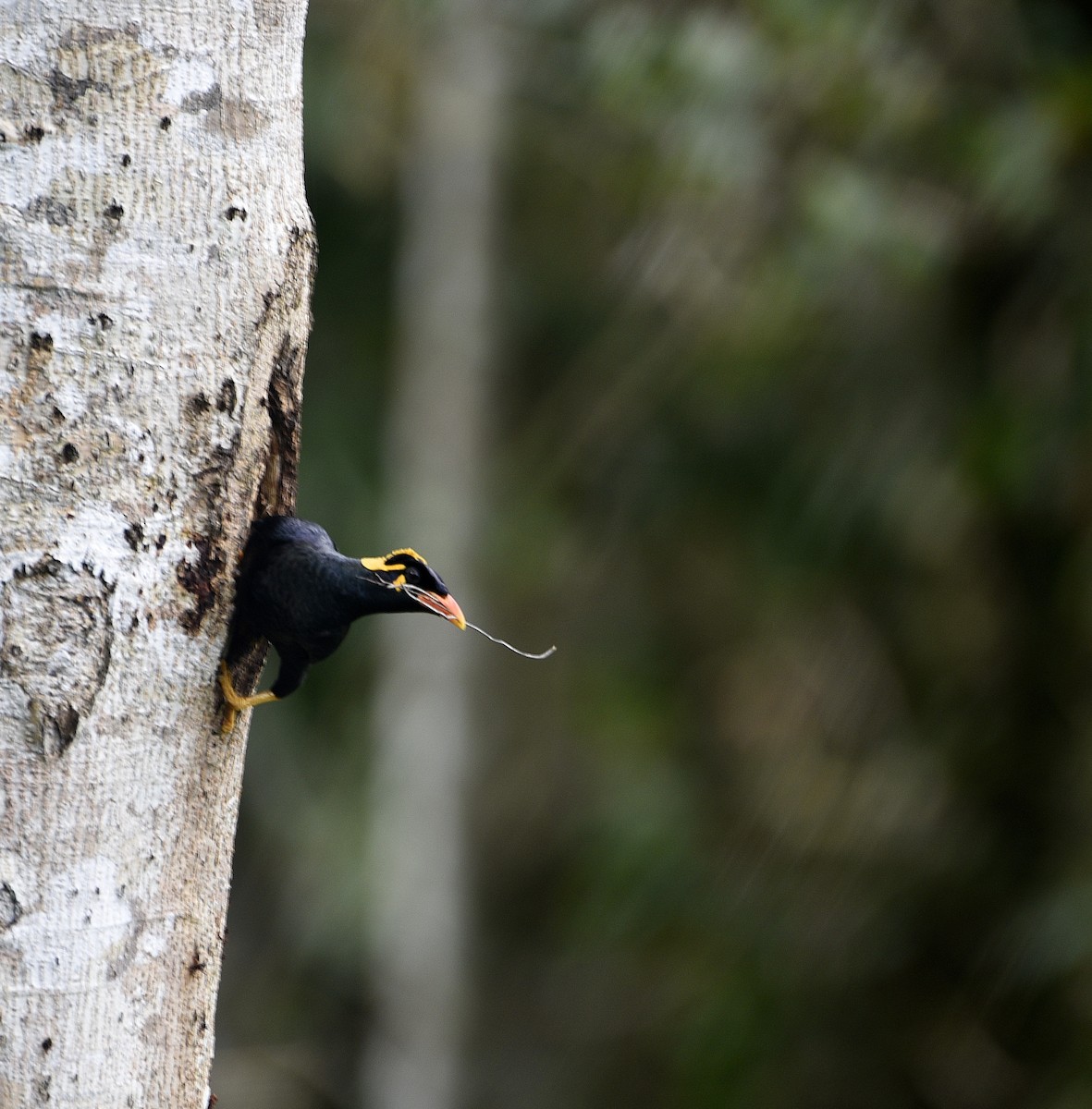 Southern Hill Myna - ML645215323