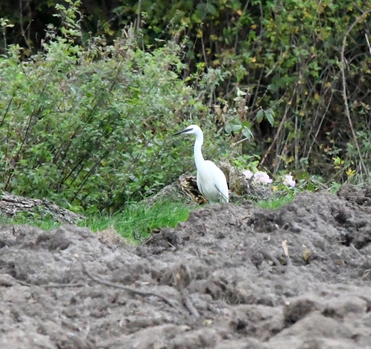 Little Egret (Western) - ML645215324