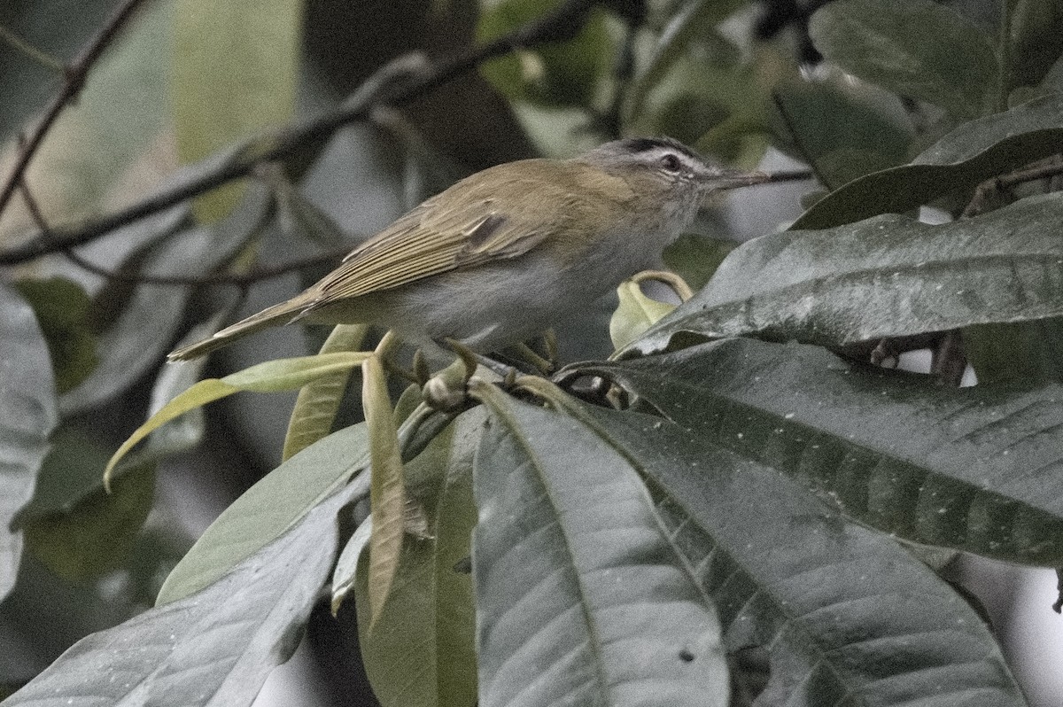 Chivi Vireo - ML645215326