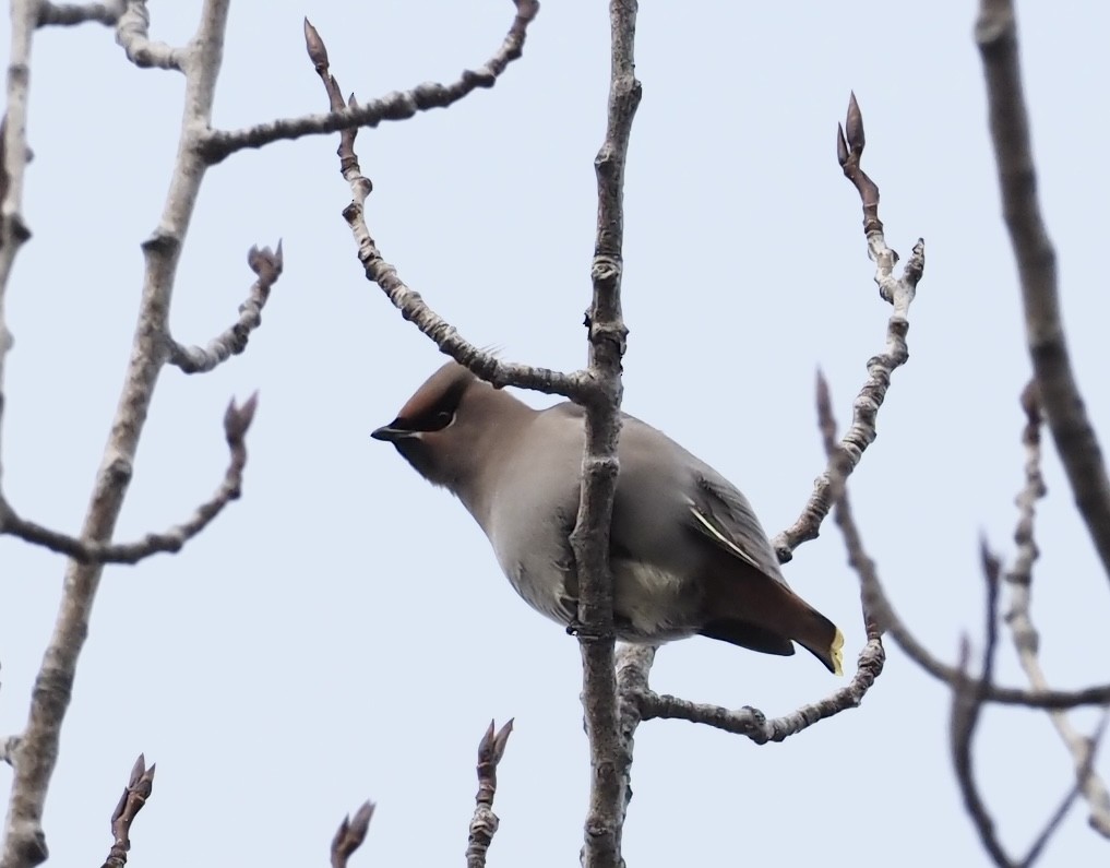 Bohemian Waxwing - ML645215350