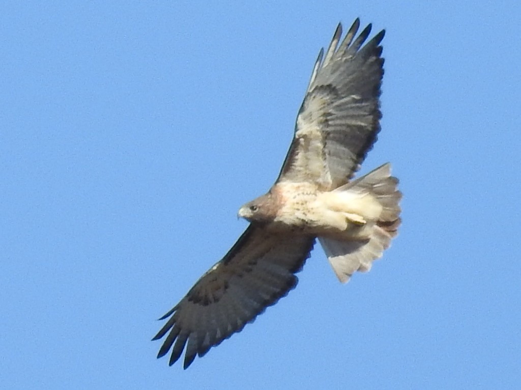 Red-tailed Hawk - ML645215351