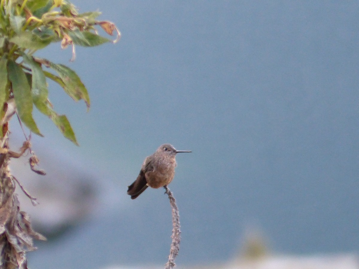 kjempekolibri - ML645215353