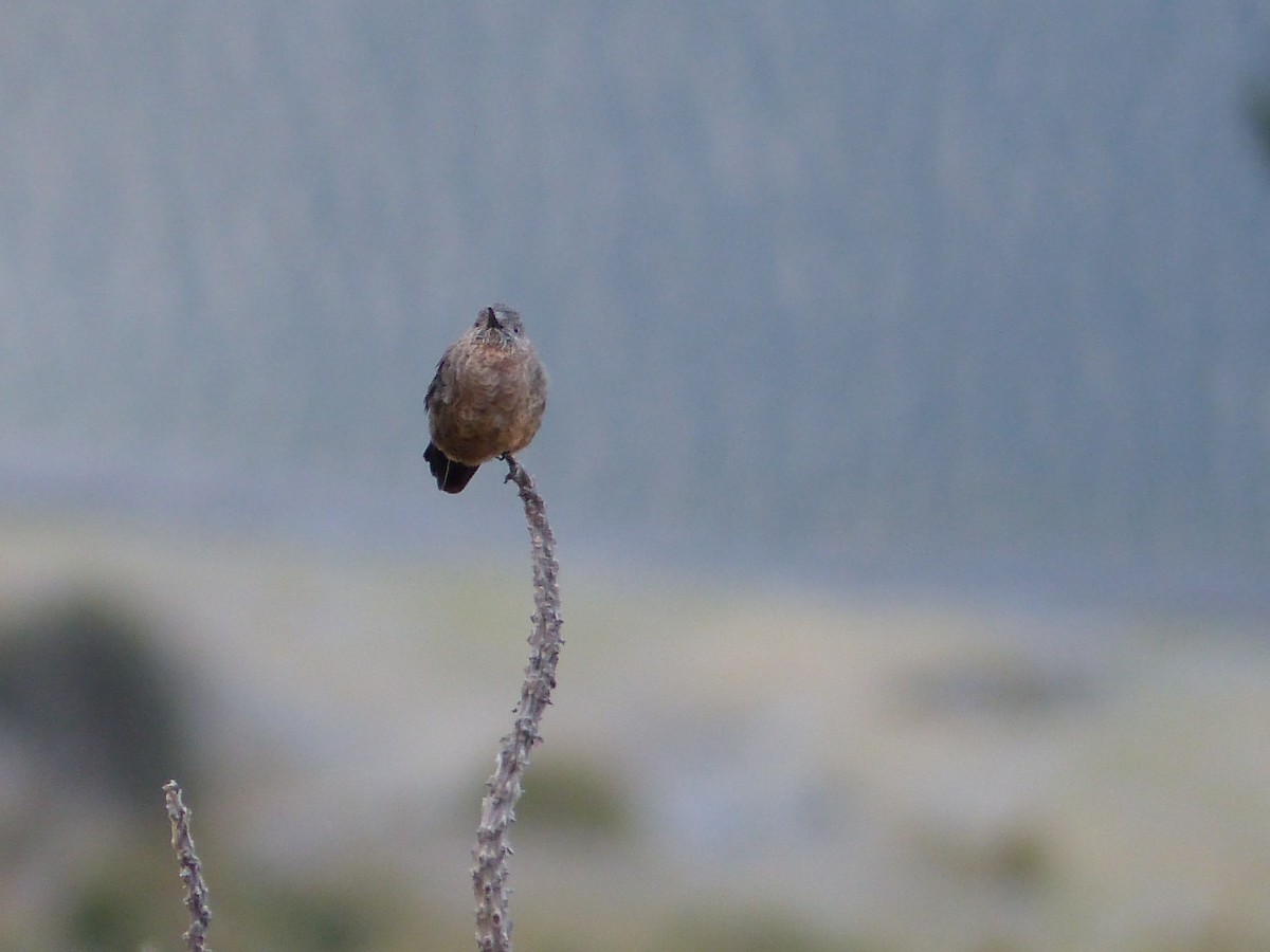 kjempekolibri - ML645215354