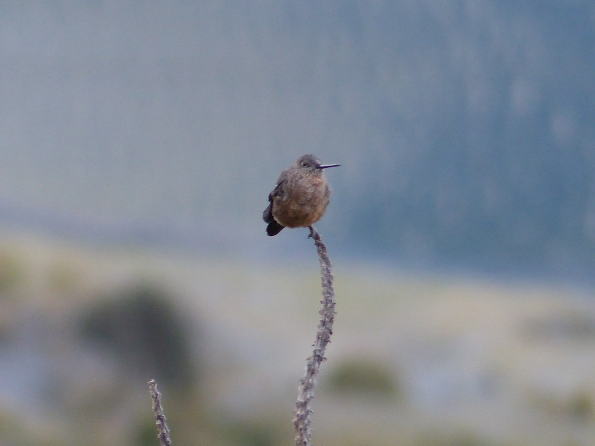 kjempekolibri - ML645215355