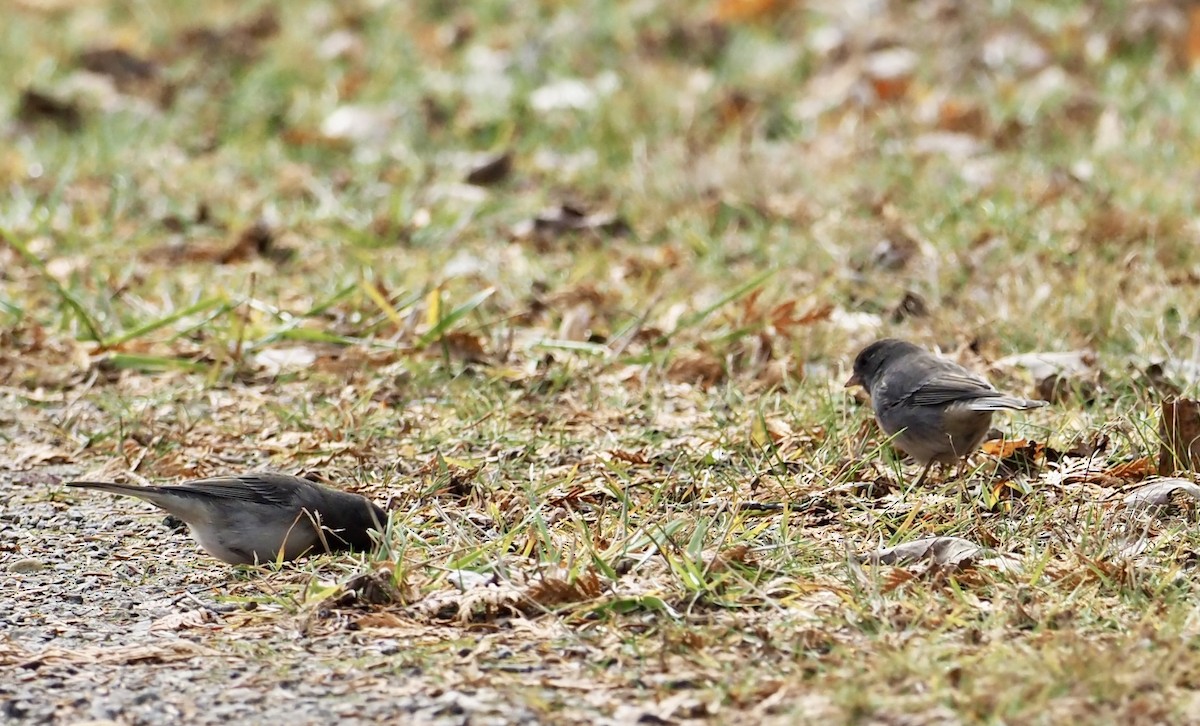Dark-eyed Junco - ML645215358
