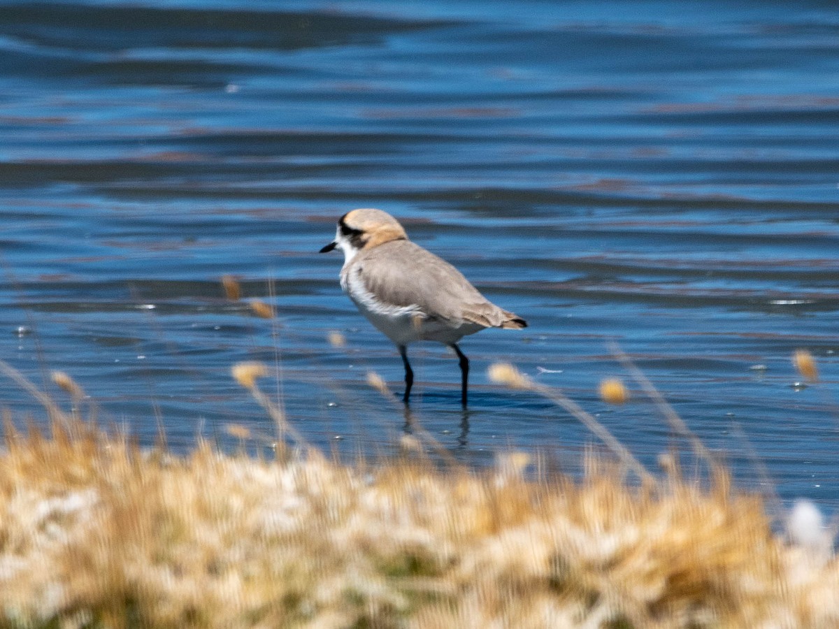 Пісочник степовий - ML645215359