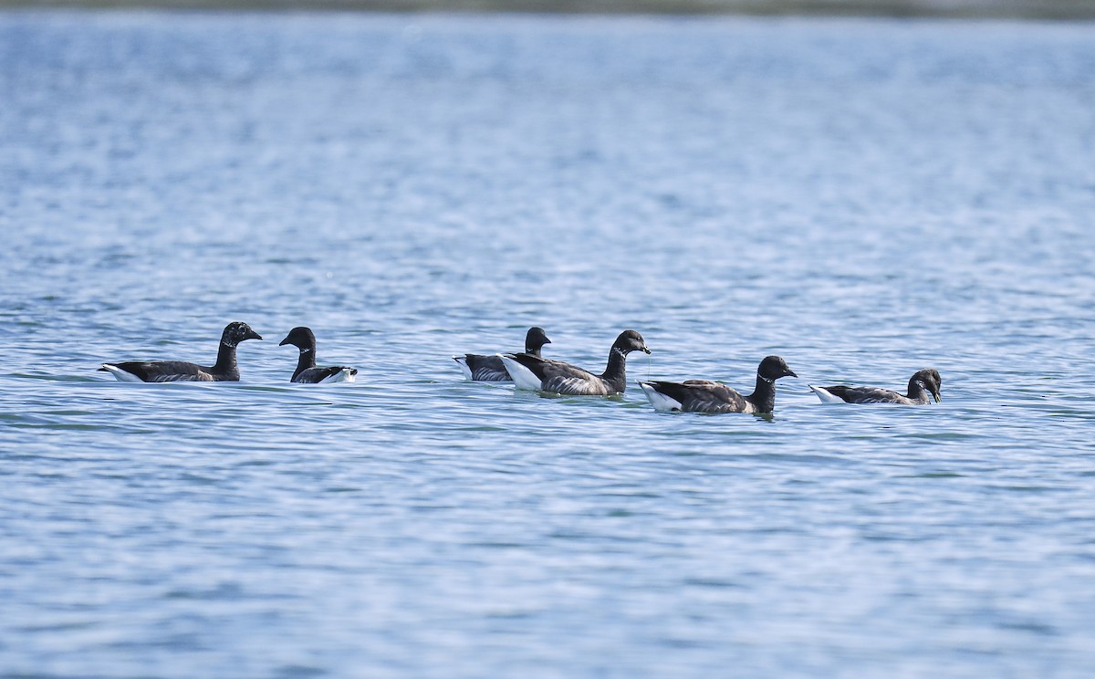Brant - ML645215366