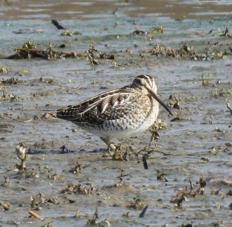 bekasina severoamerická - ML645215372