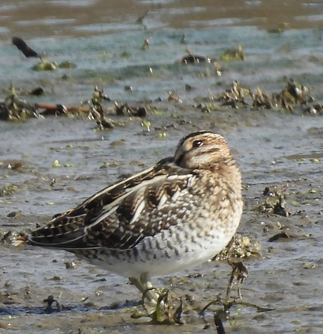 bekasina severoamerická - ML645215373