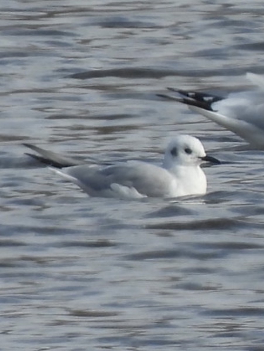 racek Bonapartův - ML645215380