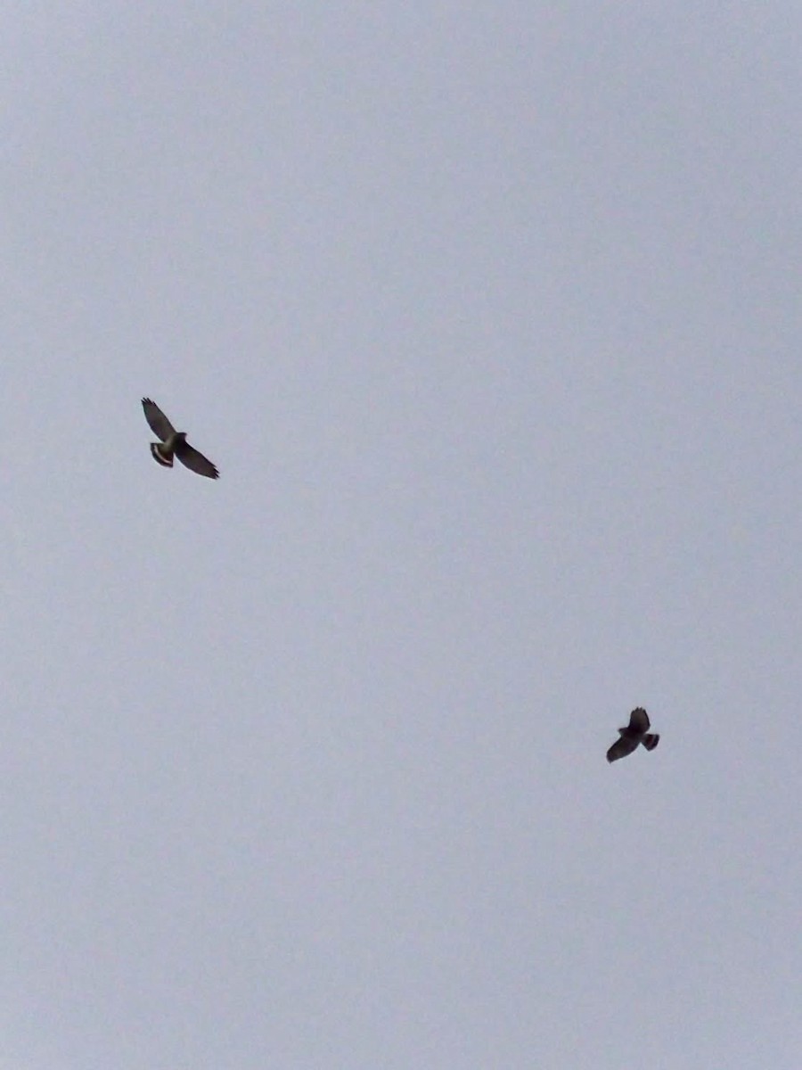 Broad-winged Hawk - ML645215381