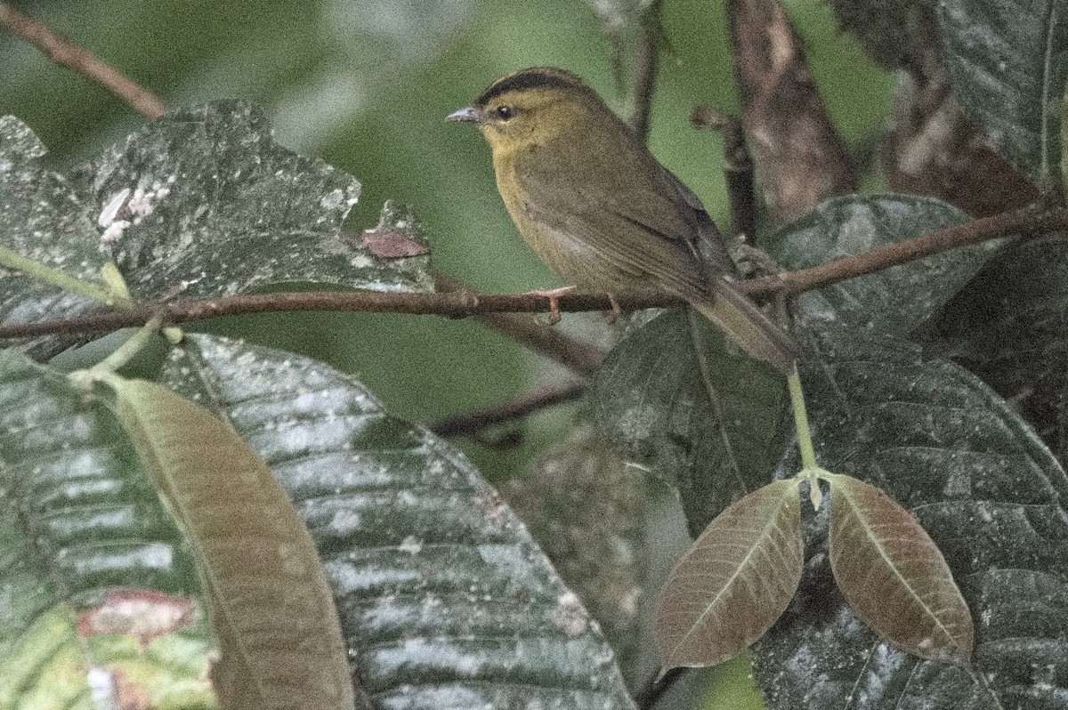 Choco Warbler - ML645215393