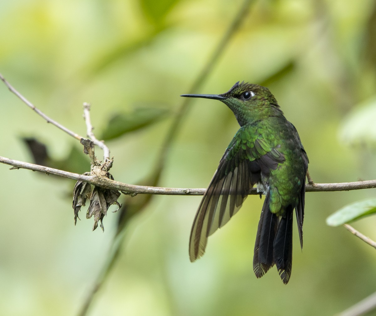 Violet-fronted Brilliant - ML645215394