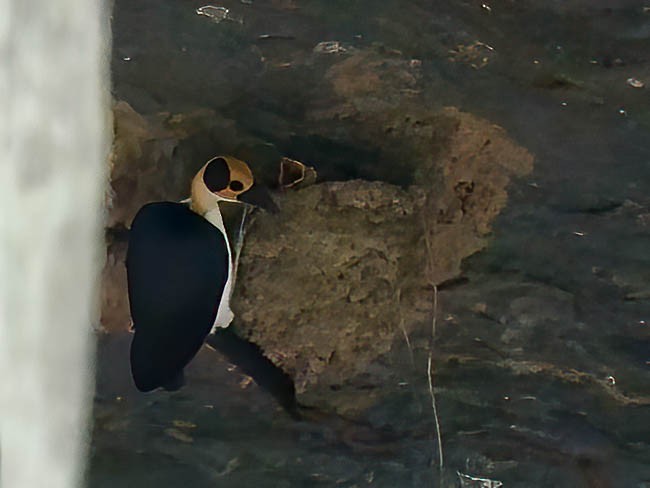 Picatharte de Guinée - ML645215396