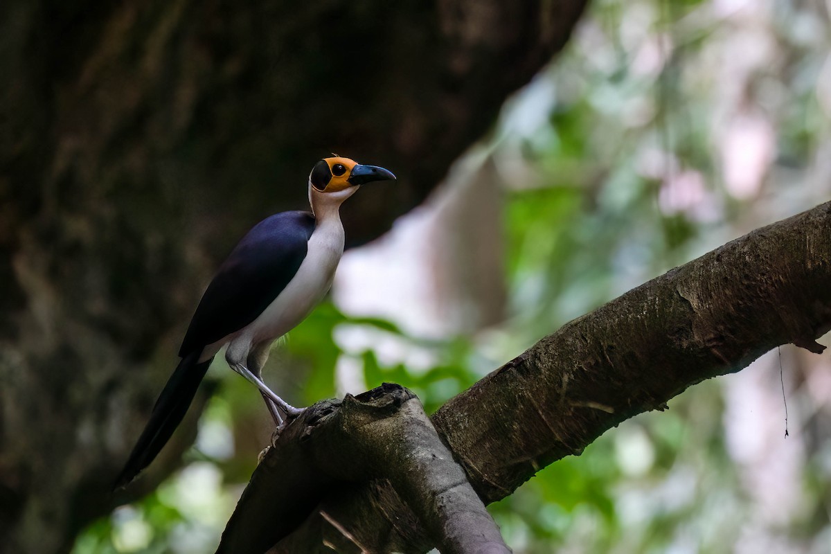 Picatharte de Guinée - ML645215397