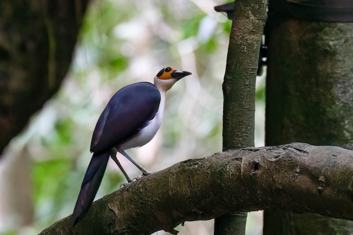 Picatharte de Guinée - ML645215398