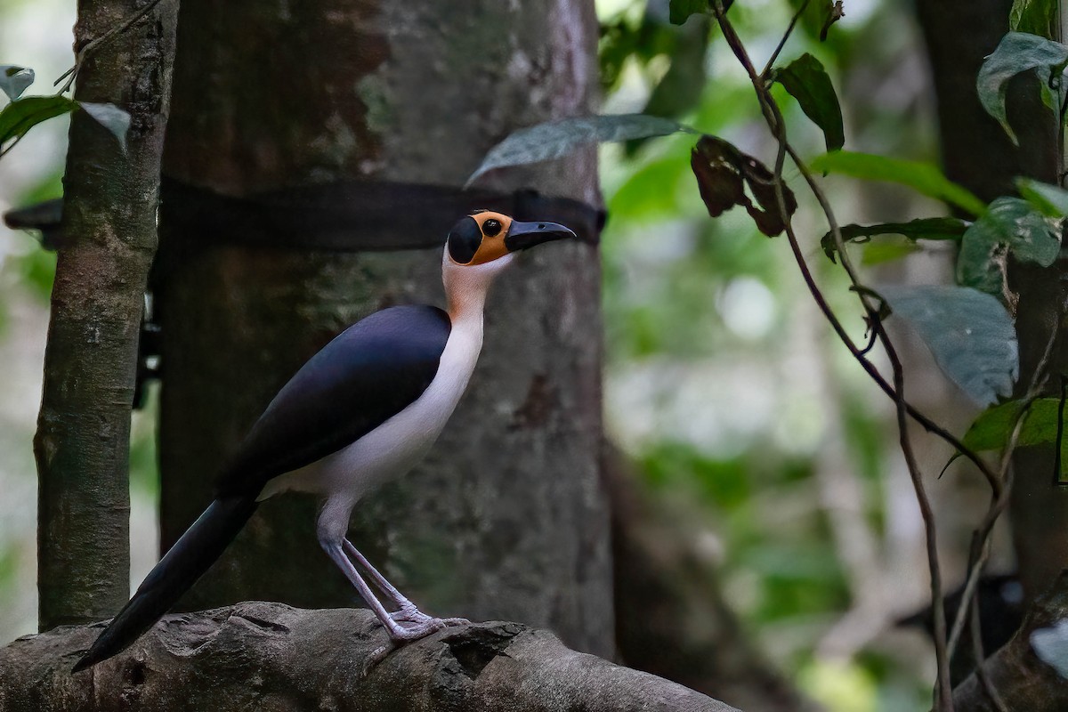 Picatharte de Guinée - ML645215399