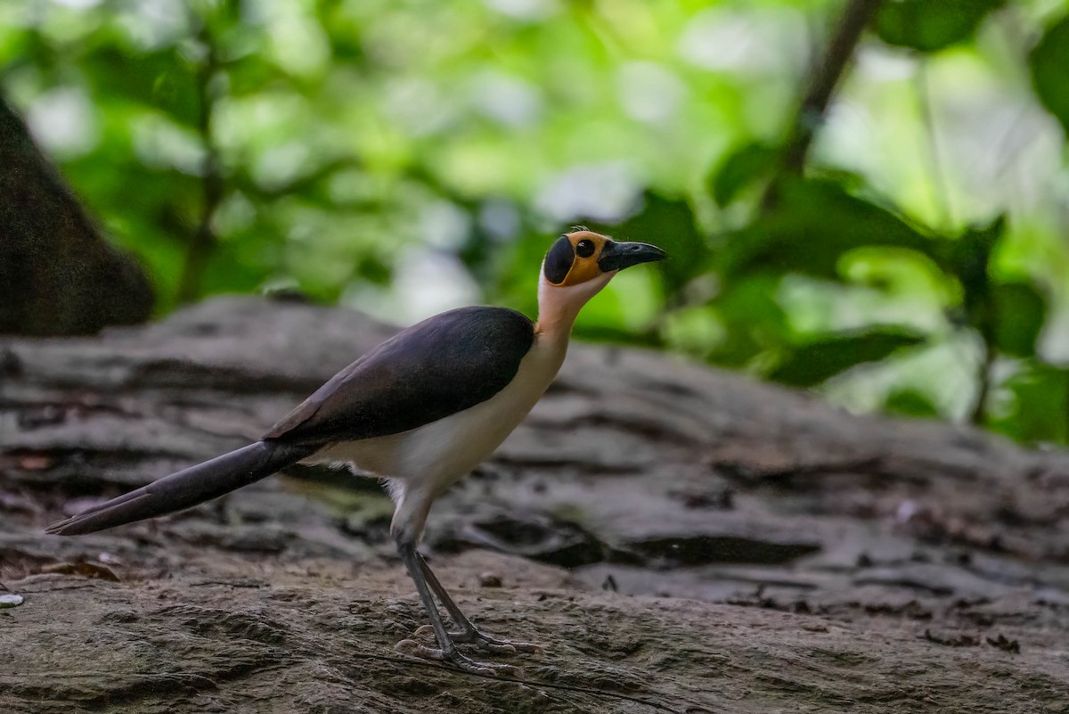 Picatharte de Guinée - ML645215400