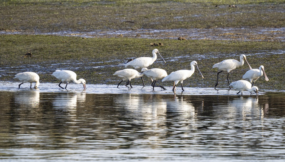 Eurasian Spoonbill - ML645215411