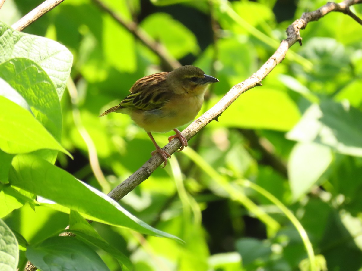 Black-headed Weaver - ML645215413