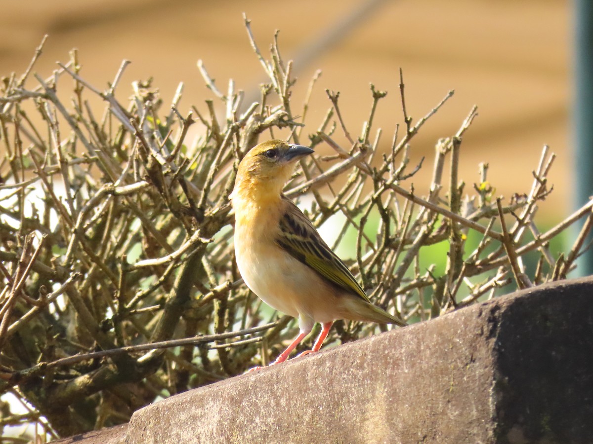 Black-headed Weaver - ML645215425