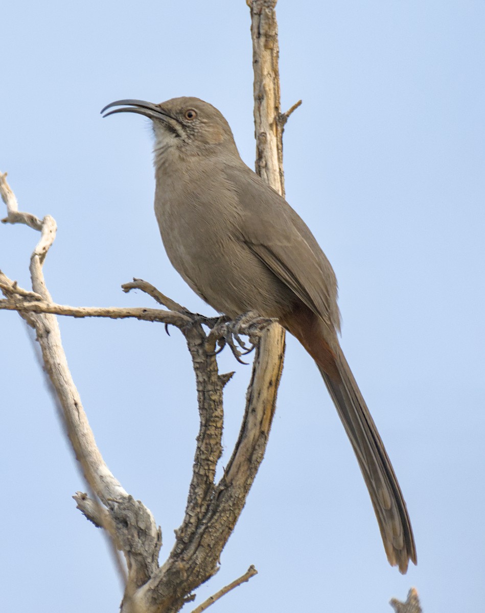 Crissal Thrasher - ML645215428