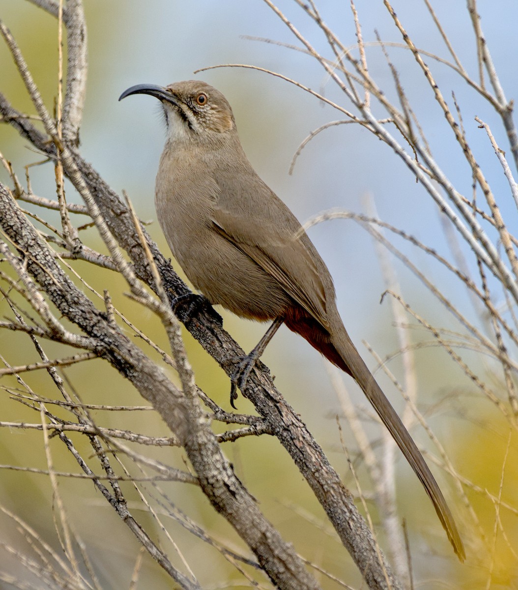 Crissal Thrasher - ML645215429