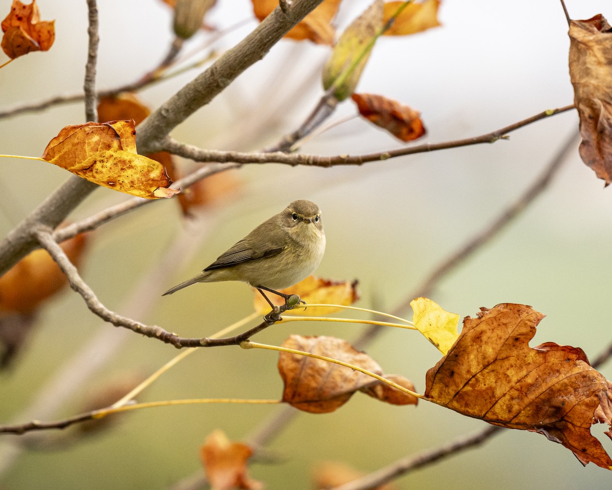 Common Chiffchaff - ML645215433