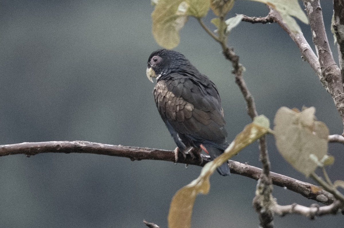 Bronze-winged Parrot - ML645215440