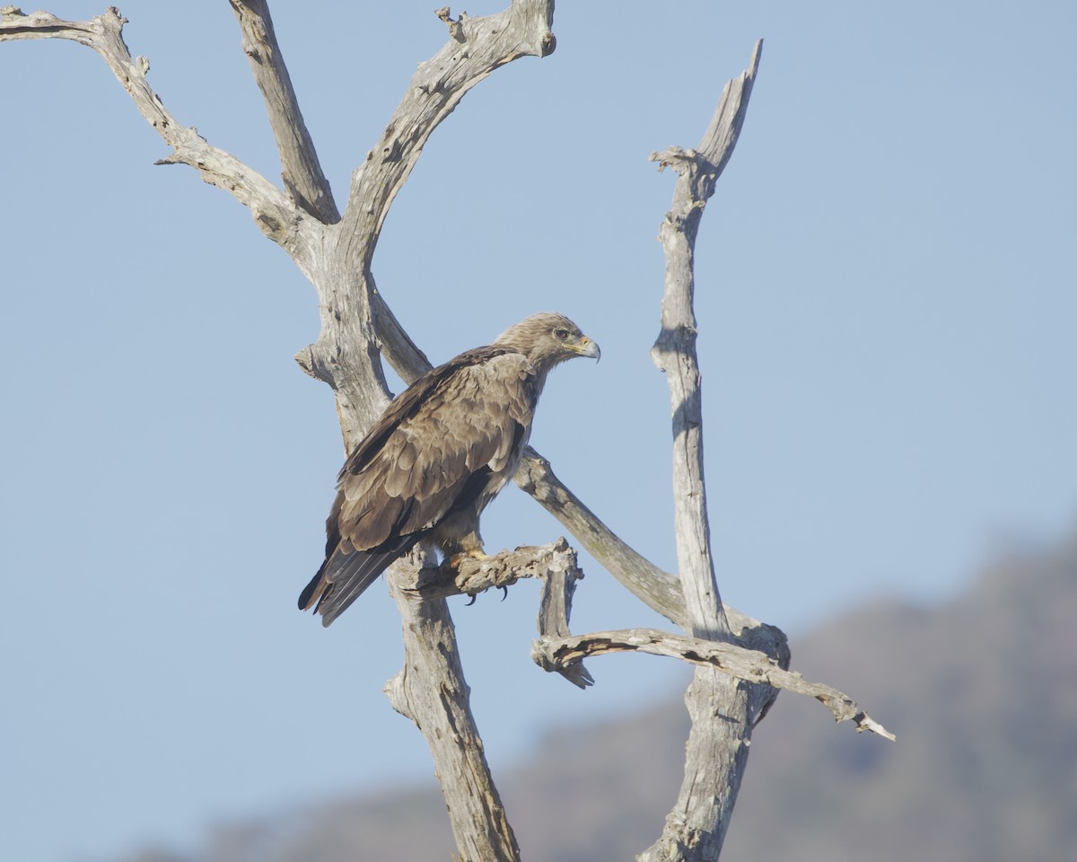Tawny Eagle - ML645215442