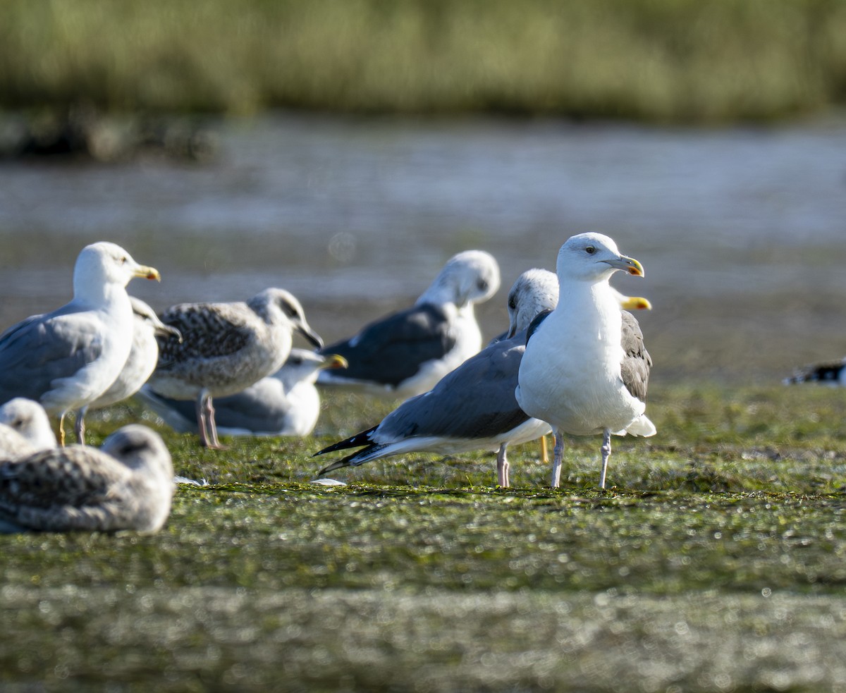 Great Black-backed Gull - ML645215452