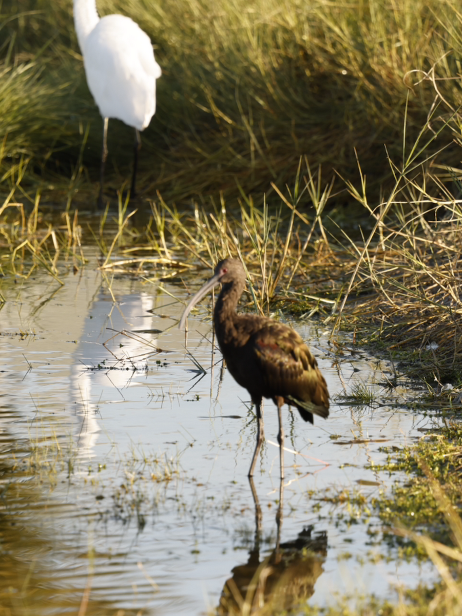 White-faced Ibis - ML645215453