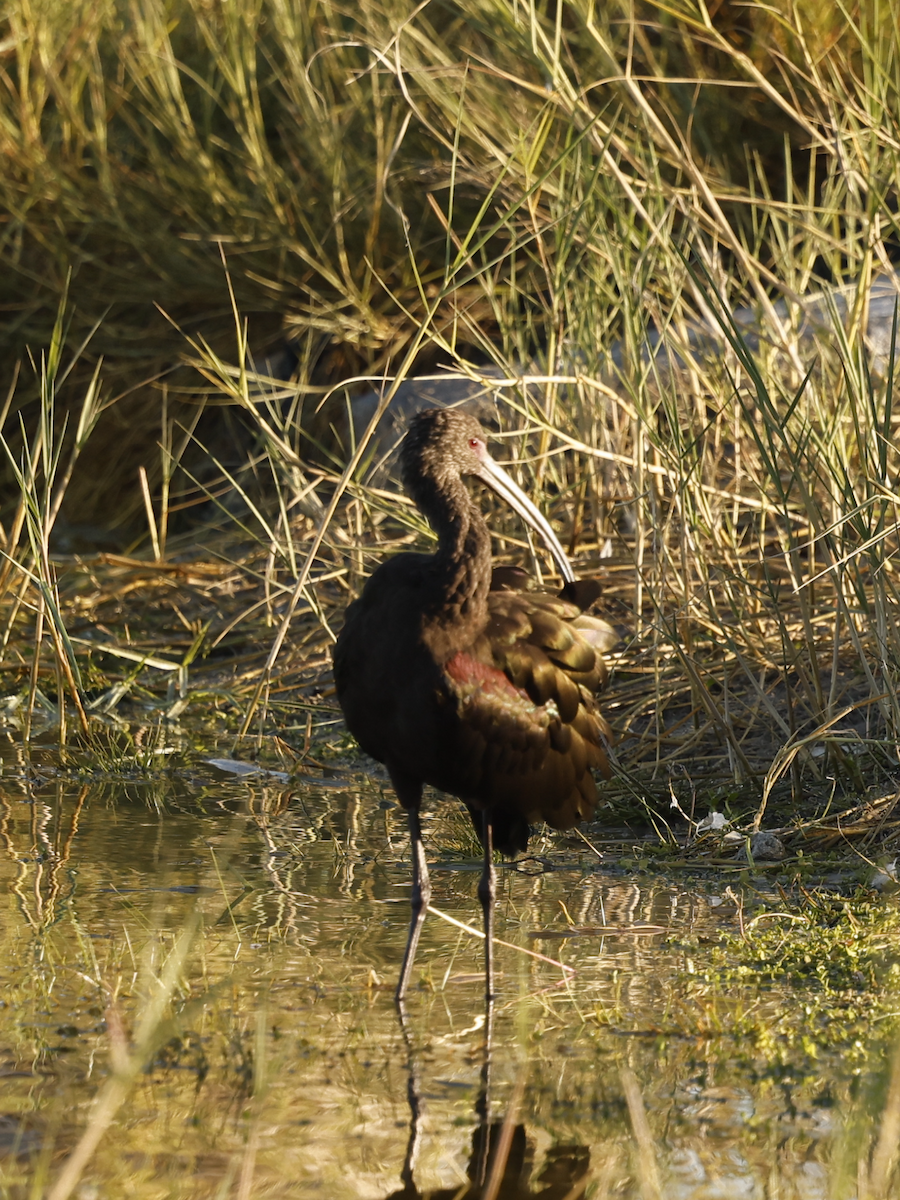 White-faced Ibis - ML645215454