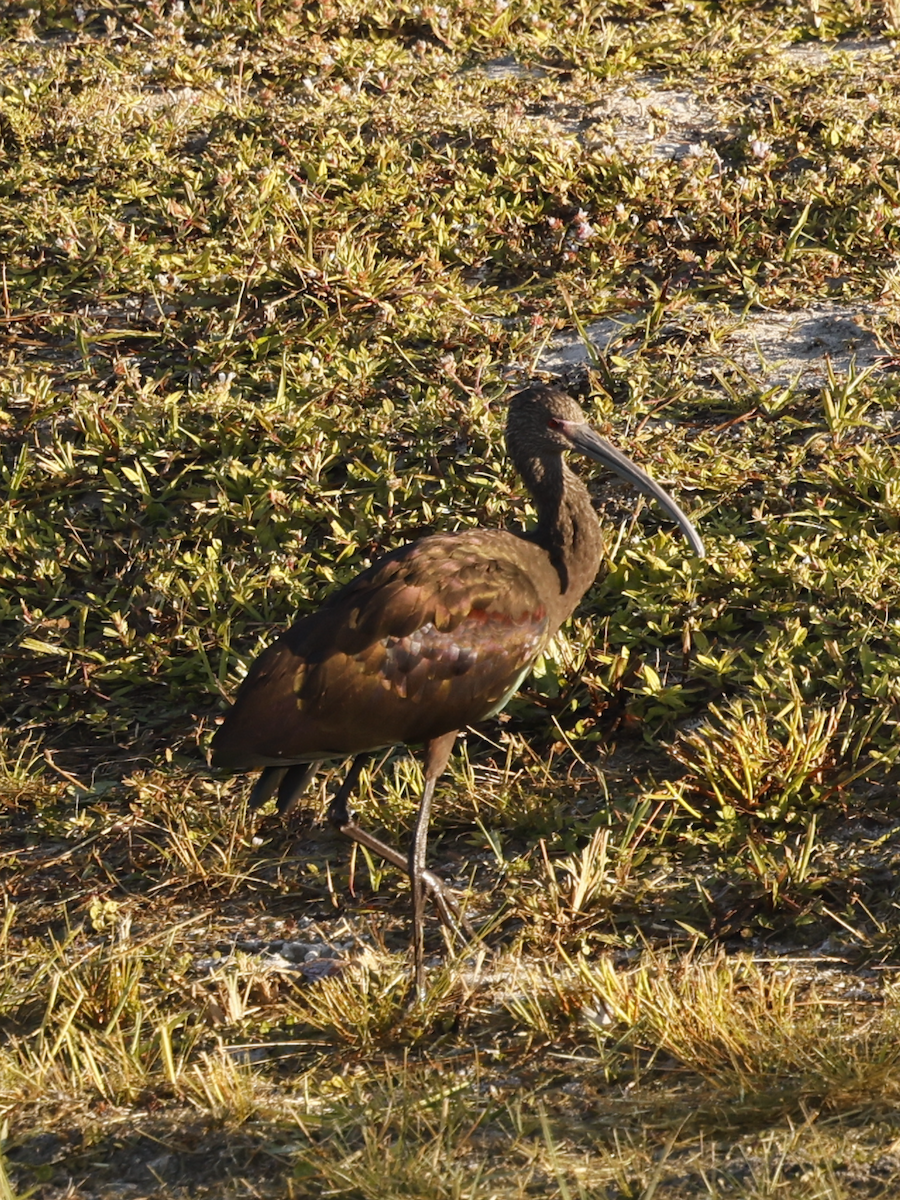 White-faced Ibis - ML645215455