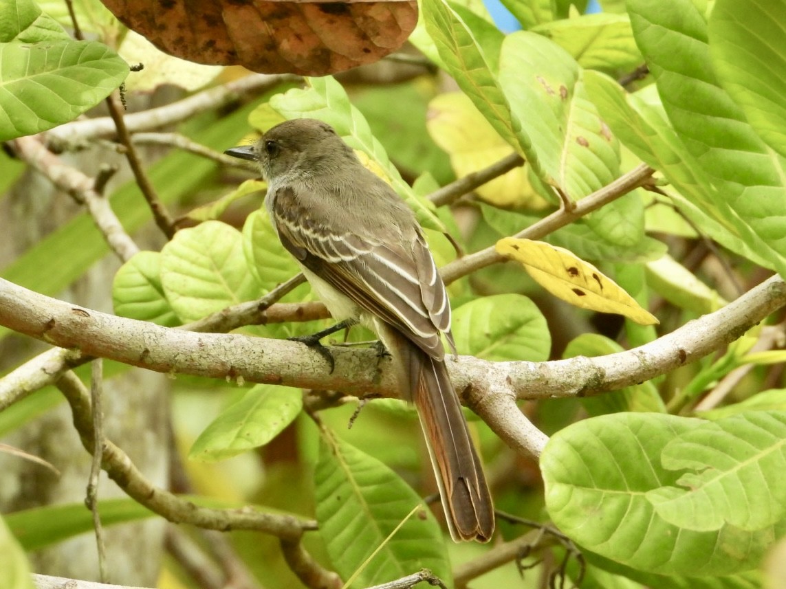 Short-crested Flycatcher - ML645215456