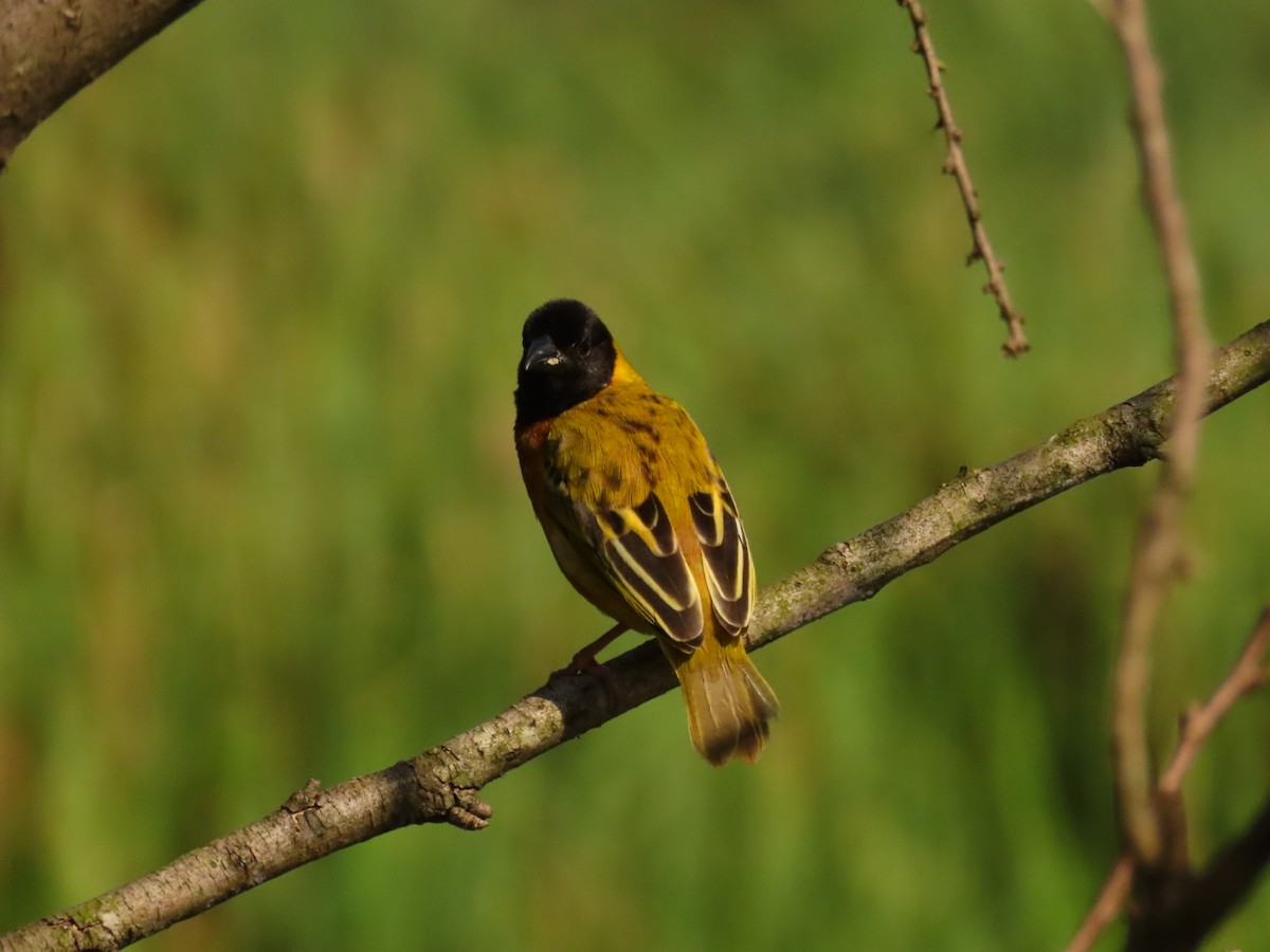 Black-headed Weaver - ML645215457
