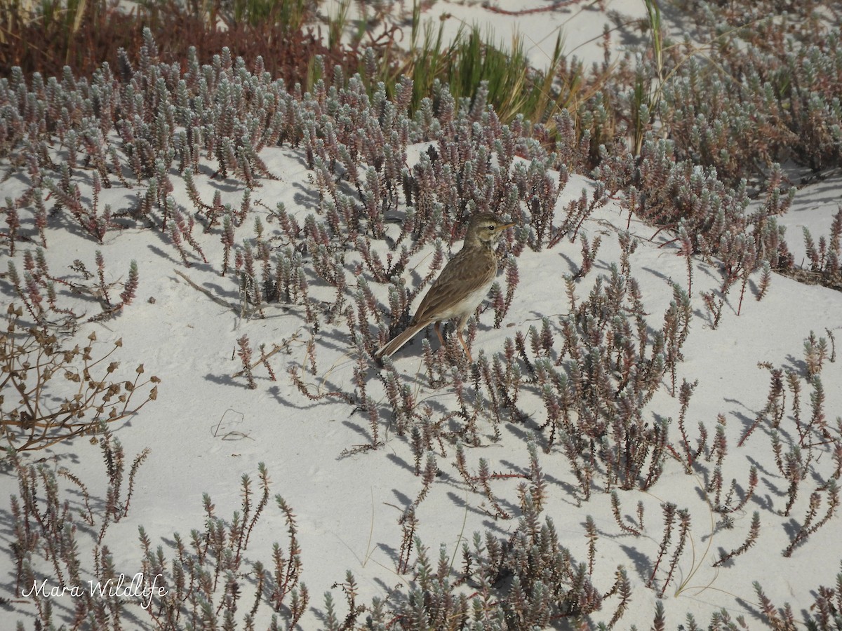 Bisbita Africano - ML645215458